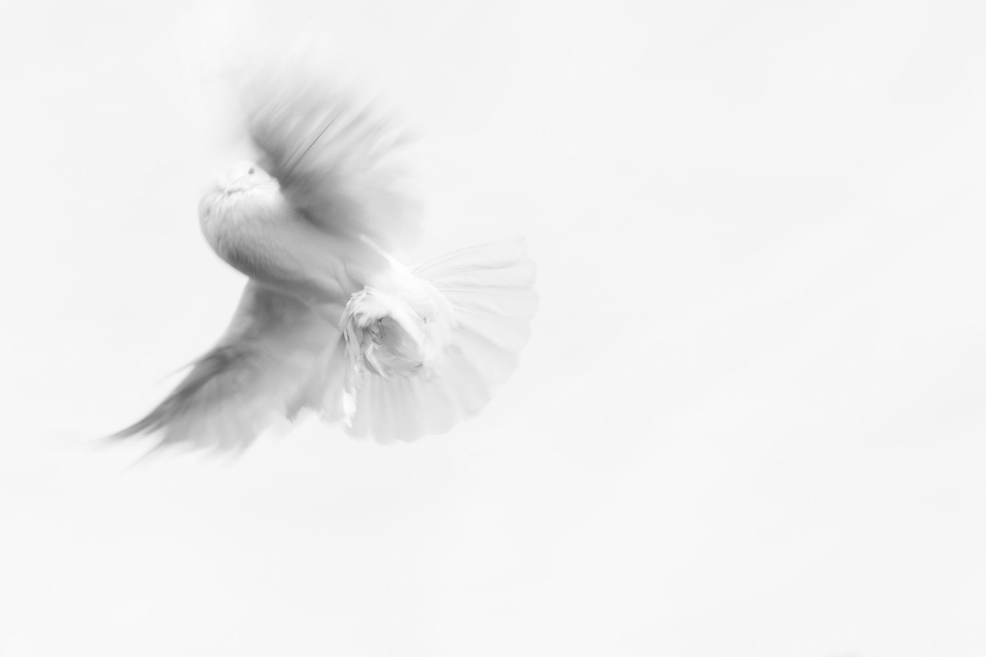 Taube-Bild